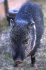 javelina 3   (click for a larger preview)