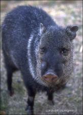 javelina 4   (click for a larger preview)