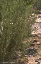 Mortonia scabrella (Native)   (click for a larger preview)