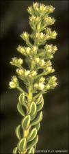 Mortonia scabrella (Native) 2   (click for a larger preview)