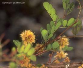 Acacia roemeriana (Native) 2   (click for a larger preview)