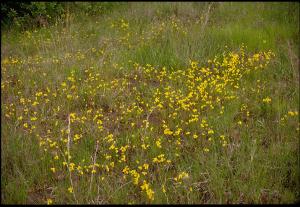 Utricularia cornuta (Native) 2   (click for a larger preview)