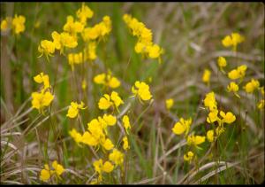 Utricularia cornuta (Native) 3   (click for a larger preview)