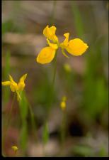 Utricularia cornuta (Native) 4   (click for a larger preview)
