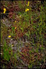 Drosera brevifolia (Native) 7   (click for a larger preview)
