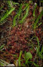 Drosera brevifolia (Native) 8   (click for a larger preview)