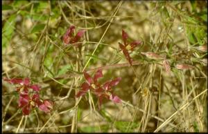 Krameria lanceolata (Native) 7   (click for a larger preview)