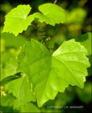 Vitis rotundifolia (Native)   (click for a larger preview)