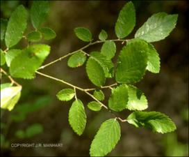 Ulmus crassifolia (Native) 2   (click for a larger preview)