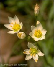 Nothoscordum bivalve (Native) 3   (click for a larger preview)