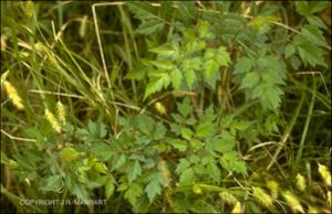 Ampelopsis arborea (Native) 3   (click for a larger preview)