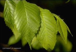 Ulmus americana (Native) 2   (click for a larger preview)