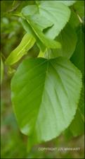 Tilia americana (Native) 2   (click for a larger preview)