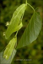 Tilia americana (Native) 3   (click for a larger preview)