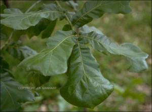 Quercus marilandica (Native)   (click for a larger preview)
