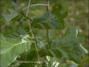 Quercus marilandica (Native) 2   (click for a larger preview)