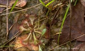 Drosera brevifolia (Native) 13   (click for a larger preview)
