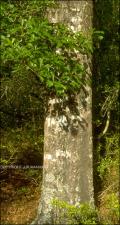 Quercus nigra (Native) 9   (click for a larger preview)
