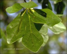Quercus nigra (Native) 10   (click for a larger preview)