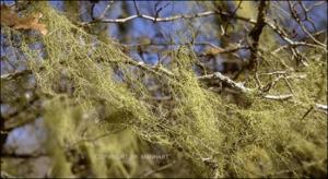 Usnea sp. (Native)   (click for a larger preview)