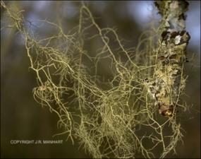 Usnea sp. (Native) 2   (click for a larger preview)