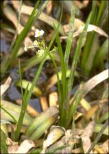Sagittaria sp.  (Native)   (click for a larger preview)
