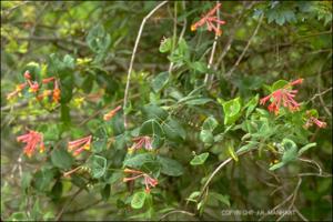 Lonicera sempervirens (Native) 9   (click for a larger preview)