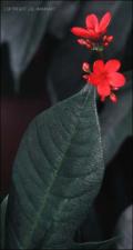 Jatropha sp. cv. Compacta (Cultivated)   (click for a larger preview)