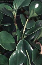 Peperomia sp. (Cultivated)   (click for a larger preview)