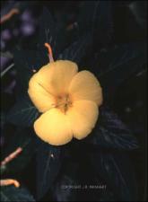 Turnera ulmifolia (Cultivated)   (click for a larger preview)