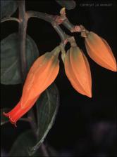 Juanulloa aurantiaca (Cultivated)   (click for a larger preview)