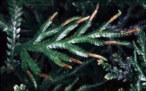 Selaginella sp. (Cultivated) 3   (click for a larger preview)