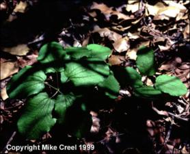 Smilax ecirrhata (Native)   (click for a larger preview)