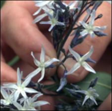 Amsonia illustris (Native)   (click for a larger preview)