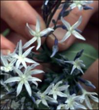 Amsonia illustris (Native) 2   (click for a larger preview)