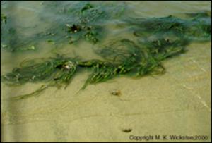 Zostera sp. (Native)   (click for a larger preview)