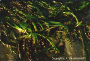 Zostera sp. (Native) 2   (click for a larger preview)