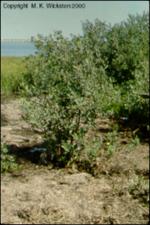Avicennia germinans (Native)   (click for a larger preview)