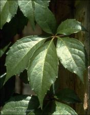 Parthenocissus quinquefolia   (click for a larger preview)
