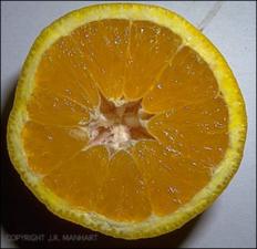 Citrus sinensis (Cultivated) 9   (click for a larger preview)