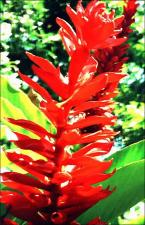 Alpinia purpurata (Cultivated)   (click for a larger preview)