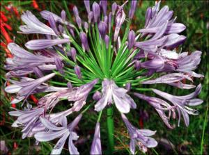 Agapanthus africanus (Cultivated)   (click for a larger preview)