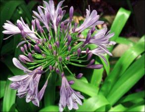 Agapanthus africanus (Cultivated) 2   (click for a larger preview)