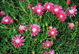Lampranthus roseus? (Cultivated)   (click for a larger preview)