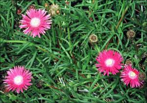 Lampranthus roseus? (Cultivated) 2   (click for a larger preview)
