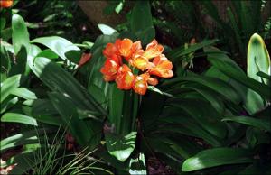 Clivia miniata (Cultivated)   (click for a larger preview)