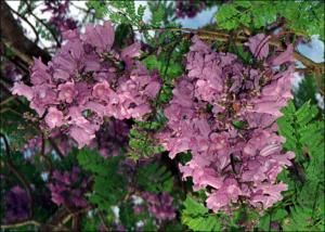 Jacaranda mimosaefolia (Cultivated)   (click for a larger preview)