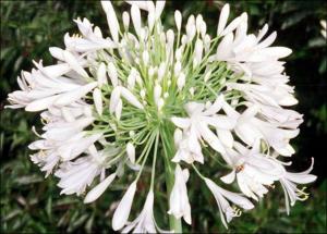 Agapanthus orientalis (Native)   (click for a larger preview)