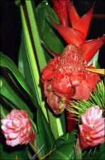 Alpinia purpurata (Cultivated) 5   (click for a larger preview)