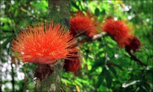 Brownea macrophylla (Cultivated)   (click for a larger preview)